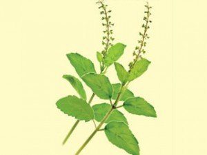 Read more about the article பயன்கள் தரும் துளசி செடிகள் – Holy Basil in Tamil