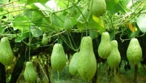Read more about the article Health Benefits Chayote