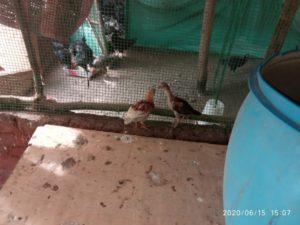 Read more about the article Poultry farming in India