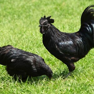 Read more about the article Chicken Breeds
